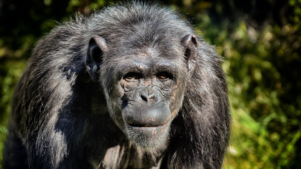 Un chimpanzé est-il un vertébré