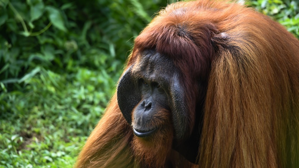 Qui compare Trump à un orang-outan
